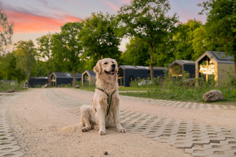 Landal Ferienpark Olde Kottink in Beuningen, Overijssel – Foto 2